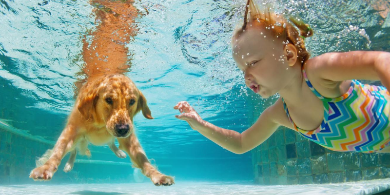 dog, child, swimming, underwater, swimming pool, backyard pool, dogs in pools, swimming dogs, dogs and water, swimming pool dangers for dogs, swimming pool dangers for pets, pet owners, swimming pool pet safety, swimming pool pet tips, Animal Emergency & Referral Center of Minnesota, Twin Cities emergency vet, Minnesota emergency vet