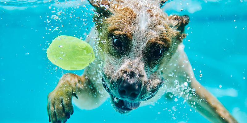 dog, underwater, ball, drinking water, swimming, swimming pool, backyard pool, dogs in pools, swimming dogs, dogs and water, swimming pool dangers for dogs, swimming pool dangers for pets, pet owners, swimming pool pet safety, swimming pool pet tips, Animal Emergency & Referral Center of Minnesota, Twin Cities emergency vet, Minnesota emergency vet