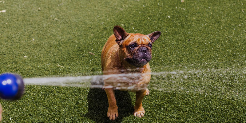 dog, hose, grass, water, swimming pool, backyard pool, dogs in pools, swimming dogs, dogs and water, swimming pool dangers for dogs, swimming pool dangers for pets, pet owners, swimming pool pet safety, swimming pool pet tips, Animal Emergency & Referral Center of Minnesota, Twin Cities emergency vet, Minnesota emergency vet