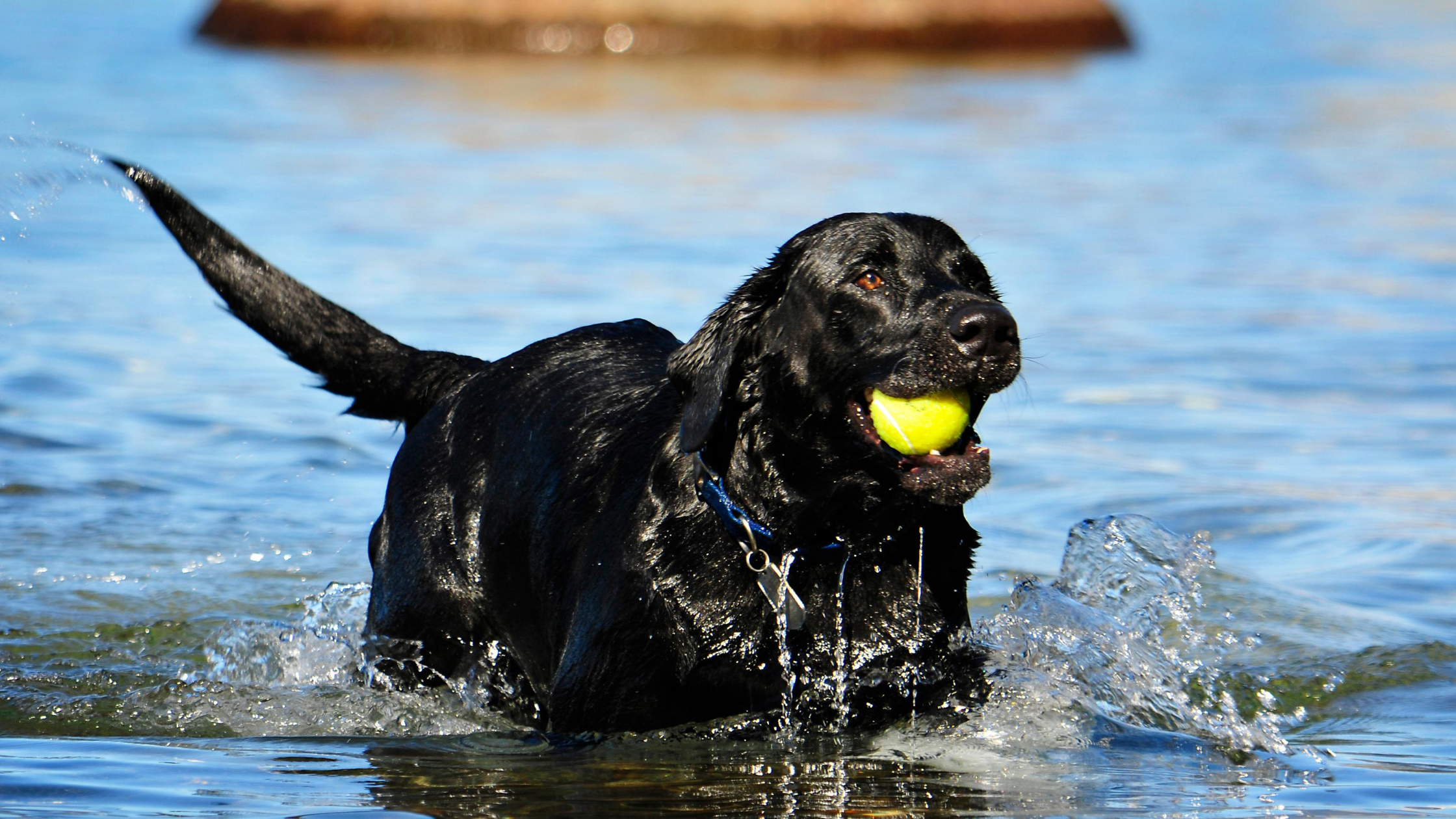 Understanding Water Intoxication in Pets