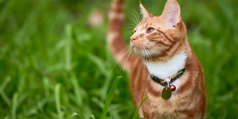 cat, grass, collar, ID tags, bell, cats, cat collars, breakaway collars, cat bell, indoor cats, outdoor cats, cat owners, cat safety tips, Animal Emergency & Referral Center of Minnesota, Minnesota emergency vet, Twin Cities animal emergency hospital