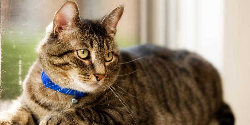 cat, window, sitting, blue collar, cats, cat collars, breakaway collars, cat bell, indoor cats, outdoor cats, cat owners, cat safety tips, Animal Emergency & Referral Center of Minnesota, Minnesota emergency vet, Twin Cities animal emergency hospital