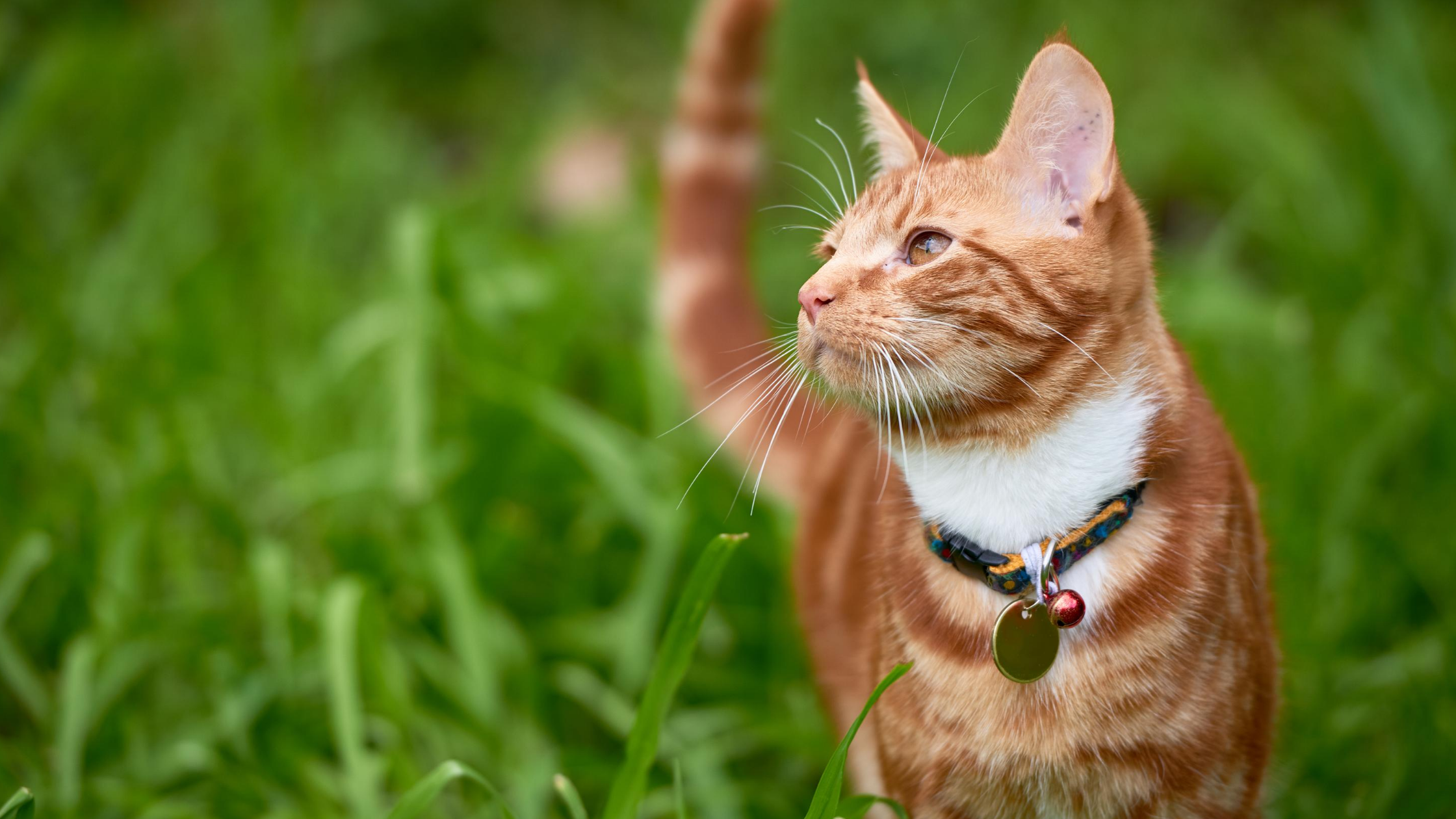 Should My Cat Wear A Collar?