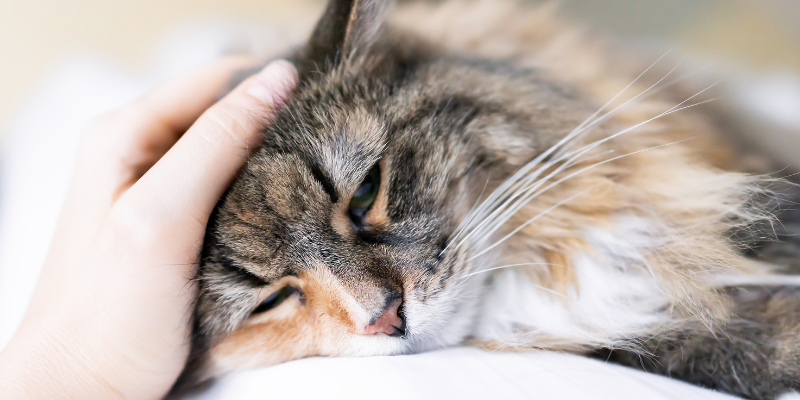 sick cat, lying down, cats, cat health, cat emergency, emergency vet, Minnesota emergency cat vet, Twin Cities emergency vet, Animal Emergency & Referral Center of Minnesota