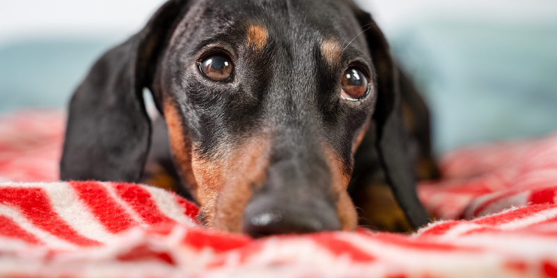 dog, bed, lying down, veterinary, veterinary neurology, board-certified veterinary neurologist, board-certified veterinary neurosurgeon, sudden paralysis in dog, dog paralysis, dog can't walk, chondrodystrophic breeds, intervertebral disk disease, IVDD, spinal injury, dog spine, dog spinal injury, disk disease, pet emergency, pet health, Animal Emergency & Referral Center of Minnesota, Minnesota veterinary specialists, Minnesota veterinary referral center, Neurology Service