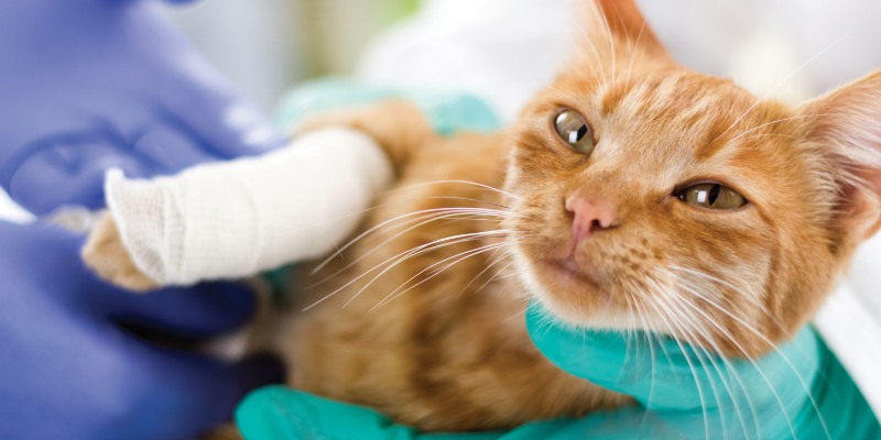 injured cat, veterinary care, cats, cat health, cat emergency, emergency vet, Minnesota emergency cat vet, Twin Cities emergency vet, Animal Emergency & Referral Center of Minnesota
