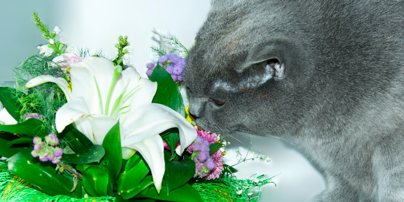 cat, lilies, plants, cat toxins, cats, cat health, cat emergency, emergency vet, Minnesota emergency cat vet, Twin Cities emergency vet, Animal Emergency & Referral Center of Minnesota