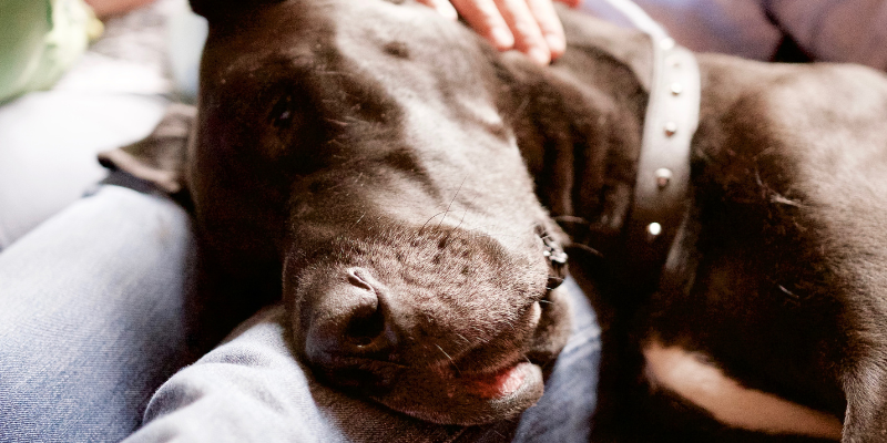 great dane, dog, pet, owners lap, veterinary, veterinary neurology, board-certified veterinary neurologist, board-certified veterinary neurosurgeon, sudden paralysis in dog, dog paralysis, dog can't walk, chondrodystrophic breeds, intervertebral disk disease, IVDD, spinal injury, dog spine, dog spinal injury, disk disease, pet emergency, pet health, Animal Emergency & Referral Center of Minnesota, Minnesota veterinary specialists, Minnesota veterinary referral center, Neurology Service