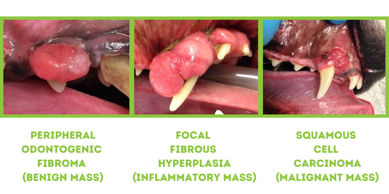 oral masses, pet teeth, oral tumors in pets, dentistry for pets, veterinary dentistry, Animal Emergency & Referral Center of Minnesota, board-certified veterinary dentist, veterinary dentistry, Dentistry and Oral Surgery service, oral tumors, pet health, veterinary care