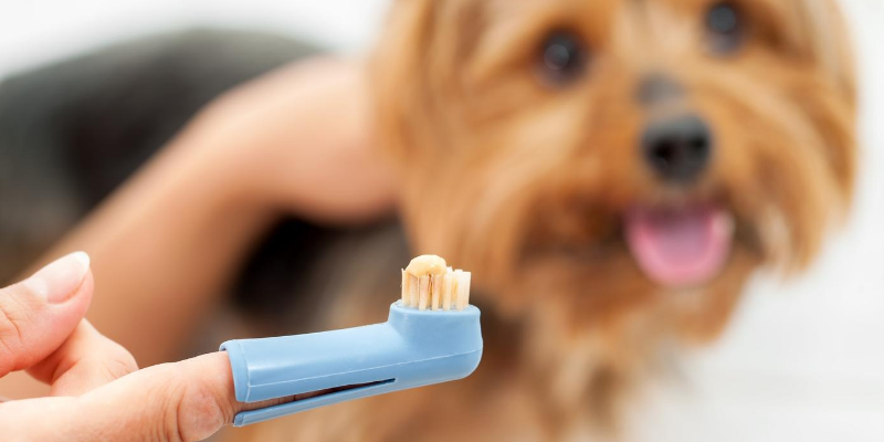 dog, tooth brush, oral health care, oral tumors in pets, dentistry for pets, veterinary dentistry, Animal Emergency & Referral Center of Minnesota, board-certified veterinary dentist, veterinary dentistry, Dentistry and Oral Surgery service, oral tumors, pet health, veterinary care