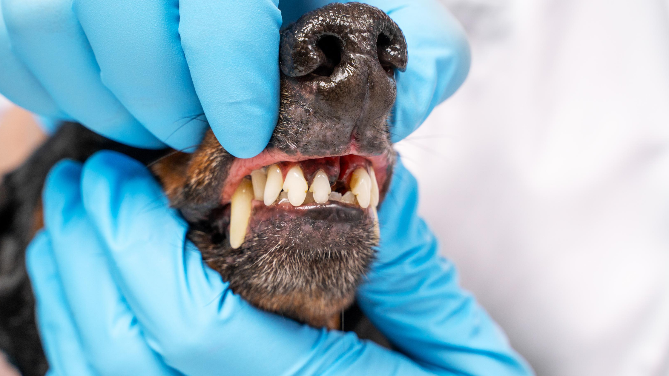 Oral Tumors in Pets