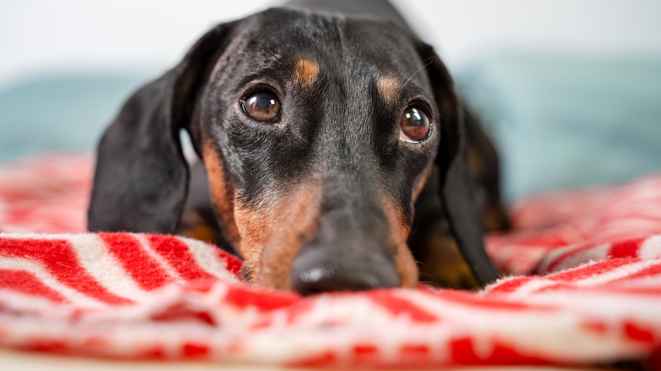 My Dog Can’t Walk: Sudden Paralysis in Dogs