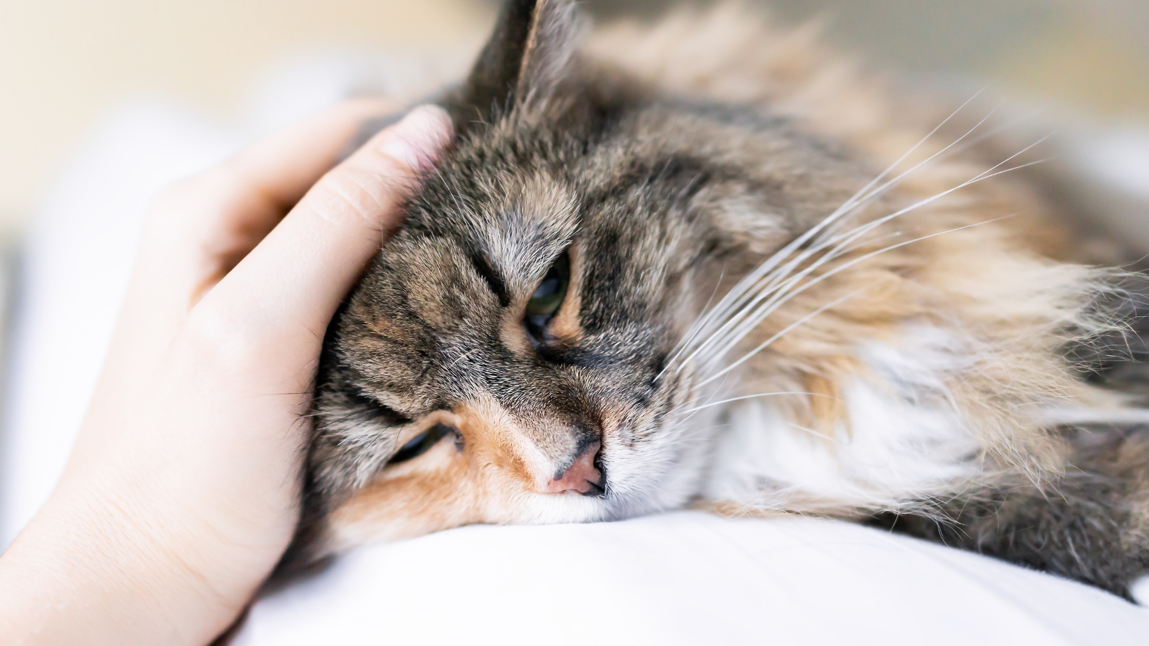 7 Reasons to Immediately Bring Your Cat to the ER