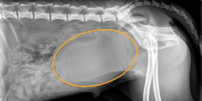 imaging, veterinary imaging, Fur-Tunately, Stories of Animal Survival, emergency vet, emergency animal hospital, liver shunt, kidney stones, dog health, pet health, Animal Emergency & Referral Center of Minnesota, Minnesota emergency vet, Twin Cities emergency vet, real er vet cases, real er vet stories, pet emergency