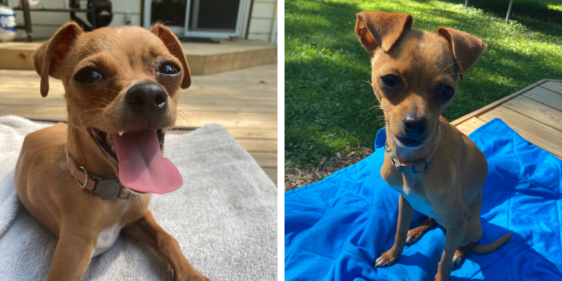 chihuahua, dogs, Fur-Tunately, Stories of Animal Survival, emergency vet, emergency animal hospital, liver shunt, kidney stones, dog health, pet health, Animal Emergency & Referral Center of Minnesota, Minnesota emergency vet, Twin Cities emergency vet, real er vet cases, real er vet stories, pet emergency