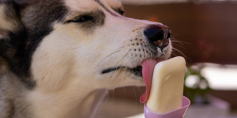 dog, licking ice cream, pets, dairy products, can my pet eat dairy, cats, dogs, dairy, can my pet eat yogurt, can my pet eat cheese, can my pet drink milk, can my pet eat butter, can my pet eat ice cream, pet health, veterinary, Animal Emergency & Referral Center of Minnesota