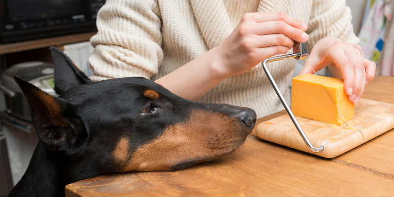 cheese, slicing cheese, dog, pets, dairy products, can my pet eat dairy, cats, dogs, dairy, can my pet eat yogurt, can my pet eat cheese, can my pet drink milk, can my pet eat butter, can my pet eat ice cream, pet health, veterinary, Animal Emergency & Referral Center of Minnesota