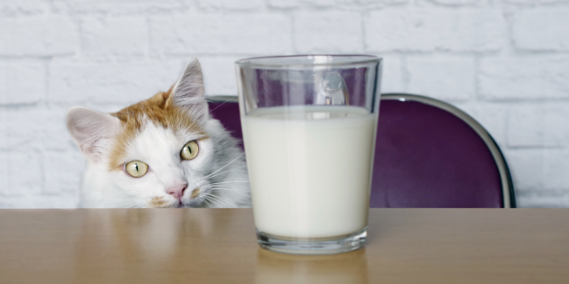 cat, milk, milk glass, pets, dairy products, can my pet eat dairy, cats, dogs, dairy, can my pet eat yogurt, can my pet eat cheese, can my pet drink milk, can my pet eat butter, can my pet eat ice cream, pet health, veterinary, Animal Emergency & Referral Center of Minnesota
