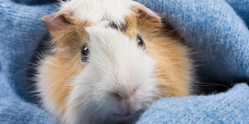 guinea pigs, hamsters, small pets, exotic pets, small companion animals, how to tell if exotic pet is sick, board-certified vet, Avian and Exotic Medicine, Animal Emergency & Referral Center of Minnesota, exotic pets veterinarian, Minnesota veterinary referral center, Twin Cities veterinary referral center