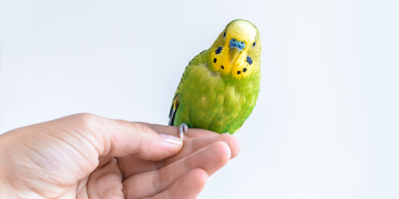 bird, pet birds, exotic pets, small companion animals, how to tell if exotic pet is sick, board-certified vet, Avian and Exotic Medicine, Animal Emergency & Referral Center of Minnesota, exotic pets veterinarian, Minnesota veterinary referral center, Twin Cities veterinary referral center