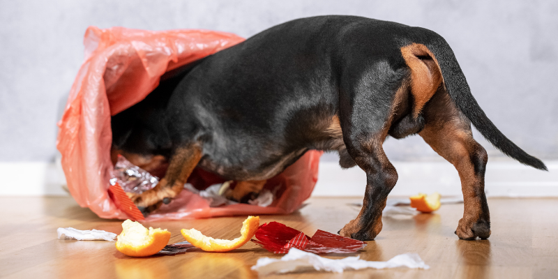 dog, trash can, trash, eating out of trash, garbage gut, pancreas, pancreatitis, pancreatitis in pets, pancreatitis in dogs, veterinary, pet health, veterinary medicine, Animal Emergency & Referral Center of Minnesota, veterinary care, emergency veterinarian