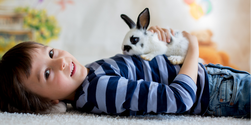 bunny, pet bunny, rabbit, rabbits, pet owner, rabbit owner, child, exotic pets, small companion animals, how to tell if exotic pet is sick, board-certified vet, Avian and Exotic Medicine, Animal Emergency & Referral Center of Minnesota, exotic pets veterinarian, Minnesota veterinary referral center, Twin Cities veterinary referral center