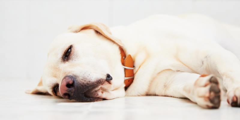 sick dog, sick lab, lying down, pancreas, pancreatitis, pancreatitis in pets, pancreatitis in dogs, veterinary, pet health, veterinary medicine, Animal Emergency & Referral Center of Minnesota, veterinary care, emergency veterinarian