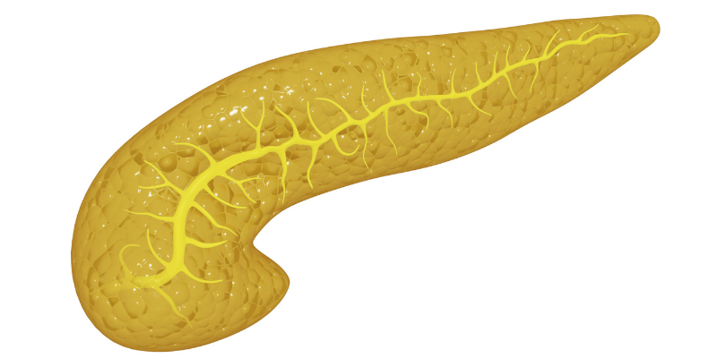 organ, pancreas, pancreatitis, pancreatitis in pets, pancreatitis in dogs, veterinary, pet health, veterinary medicine, Animal Emergency & Referral Center of Minnesota, veterinary care, emergency veterinarian