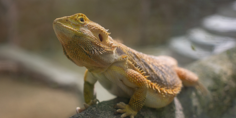 bearded dragon, exotic pets, small companion animals, how to tell if exotic pet is sick, board-certified vet, Avian and Exotic Medicine, Animal Emergency & Referral Center of Minnesota, exotic pets veterinarian, Minnesota veterinary referral center, Twin Cities veterinary referral center