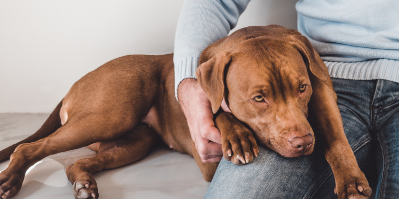 sick dog, owner's lap, pancreas, pancreatitis, pancreatitis in pets, pancreatitis in dogs, veterinary, pet health, veterinary medicine, Animal Emergency & Referral Center of Minnesota, veterinary care, emergency veterinarian