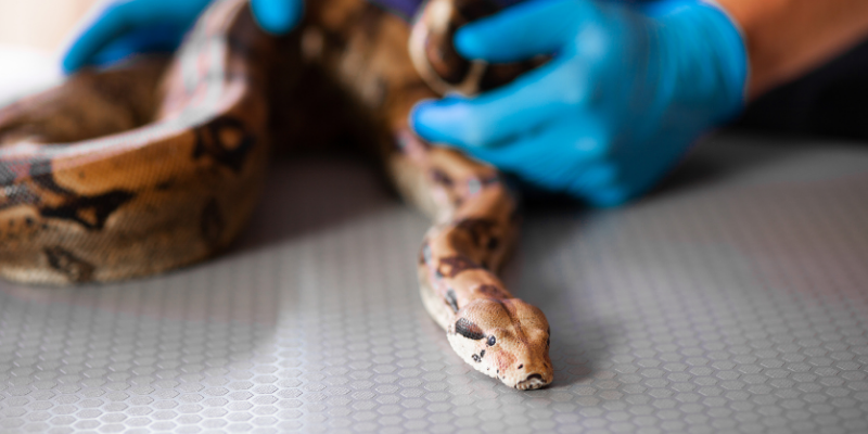snake, vet, exotic pets, small companion animals, how to tell if exotic pet is sick, board-certified vet, Avian and Exotic Medicine, Animal Emergency & Referral Center of Minnesota, exotic pets veterinarian, Minnesota veterinary referral center, Twin Cities veterinary referral center