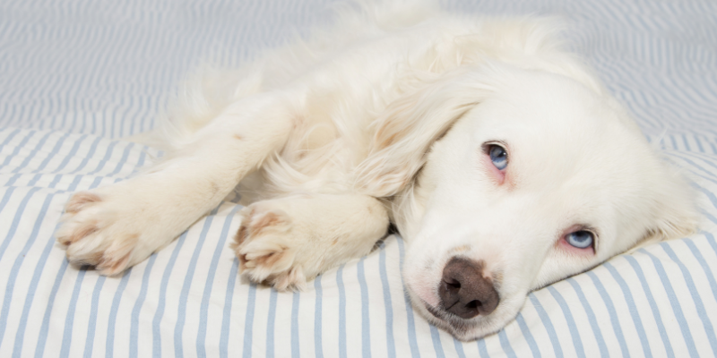 dog, lying down, sick dog, dog emergency, common dog emergencies, pet health, dog health, dog owners, emergency vet, animal emergency hospital, Animal Emergency & Referral Center of Minnesota, when to bring dog to ER, Minnesota emergency vet, Twin Cities emergency vet, Oakdale emergency vet