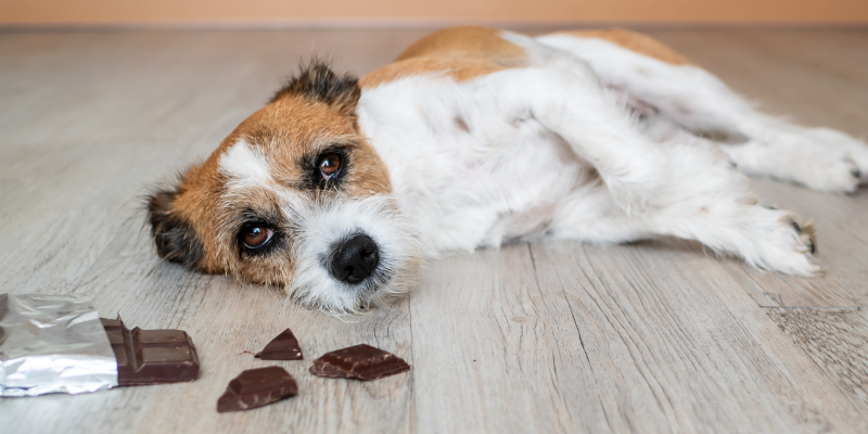 dog, chocolate, toxicity, dog emergency, common dog emergencies, pet health, dog health, dog owners, emergency vet, animal emergency hospital, Animal Emergency & Referral Center of Minnesota, when to bring dog to ER, Minnesota emergency vet, Twin Cities emergency vet, Oakdale emergency vet