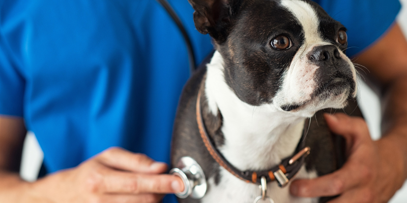  dog, stethoscope, veterinary, dog emergency, common dog emergencies, pet health, dog health, dog owners, emergency vet, animal emergency hospital, Animal Emergency & Referral Center of Minnesota, when to bring dog to ER, Minnesota emergency vet, Twin Cities emergency vet, Oakdale emergency vet