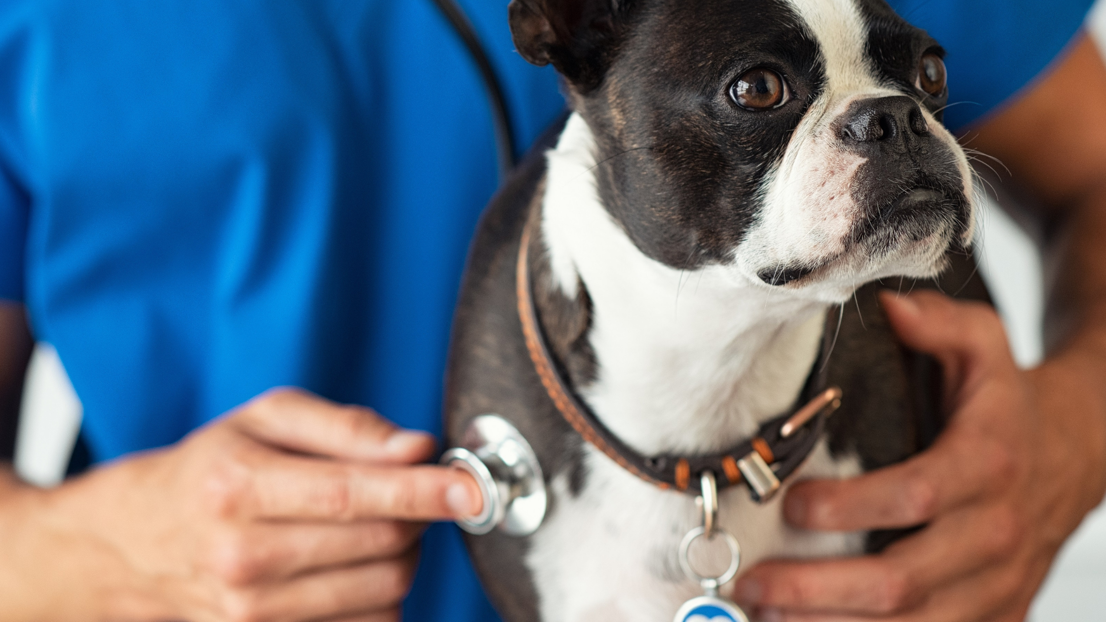 5 Reasons to Immediately Bring Your Dog to the ER