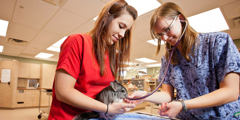 veterinary technician, specialty vet tech, a letter to veterinary technicians, emergency veterinary technician, er vet tech, National Veterinary Technician Week, vet tech week, veterinary technician appreciation week, veterinary tech, emergency veterinarian, Animal Emergency & Referral Center of Minnesota, Minnesota vet tech, Twin Cities vet tech