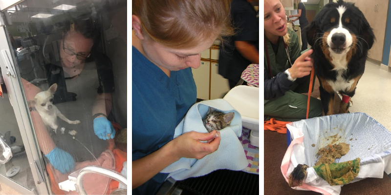 veterinary technician, specialty vet tech, a letter to veterinary technicians, emergency veterinary technician, er vet tech, National Veterinary Technician Week, vet tech week, veterinary technician appreciation week, veterinary tech, emergency veterinarian, Animal Emergency & Referral Center of Minnesota, Minnesota vet tech, Twin Cities vet tech