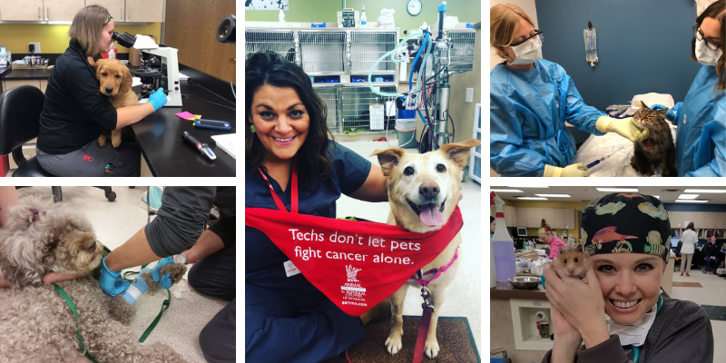 pets, vet techs, veterinary technician, specialty vet tech, a letter to veterinary technicians, emergency veterinary technician, er vet tech, National Veterinary Technician Week, vet tech week, veterinary technician appreciation week, veterinary tech, emergency veterinarian, Animal Emergency & Referral Center of Minnesota, Minnesota vet tech, Twin Cities vet tech