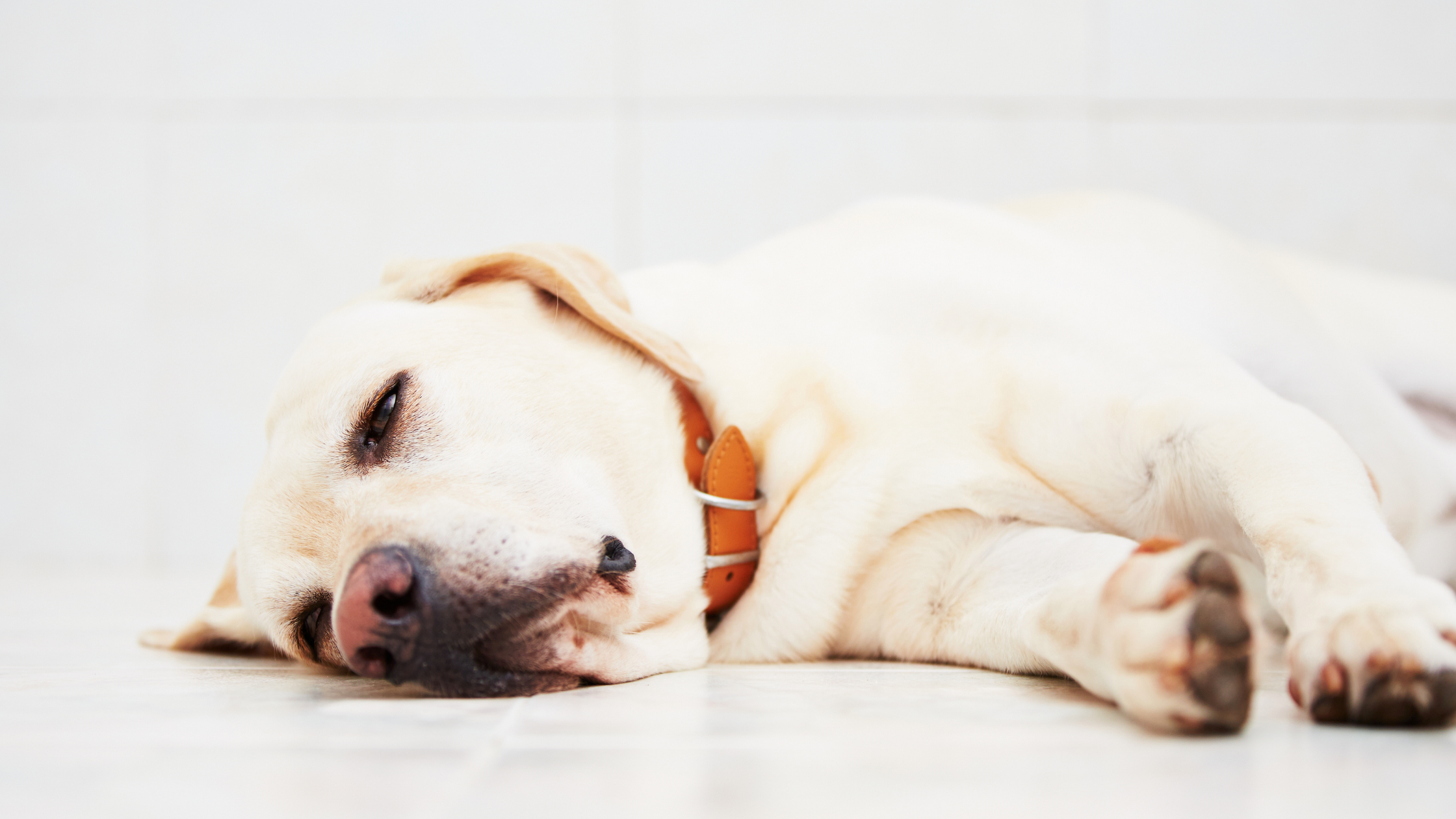 Pancreatitis in Pets: What Pet Owners Need to Know