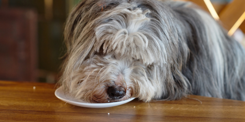 dog, licking plate, Thanksgiving pet dangers, Thanksgiving pet toxins, Thanksgiving pet hazards, Thanksgiving foods safe for pets, Thanksgiving foods not safe for pets, pet health, emergency vet, Animal Emergency & Referral Center of Minnesota, Twin Cities emergency vet, Minnesota animal emergency hospital