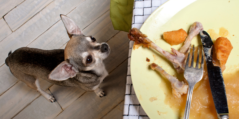 dog, table scraps, plate, meat bones, Thanksgiving pet dangers, Thanksgiving pet toxins, Thanksgiving pet hazards, Thanksgiving foods safe for pets, Thanksgiving foods not safe for pets, pet health, emergency vet, Animal Emergency & Referral Center of Minnesota, Twin Cities emergency vet, Minnesota animal emergency hospital