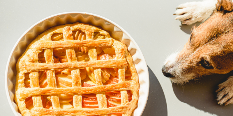dog, pie, Thanksgiving pie, Thanksgiving pet dangers, Thanksgiving pet toxins, Thanksgiving pet hazards, Thanksgiving foods safe for pets, Thanksgiving foods not safe for pets, pet health, emergency vet, Animal Emergency & Referral Center of Minnesota, Twin Cities emergency vet, Minnesota animal emergency hospital