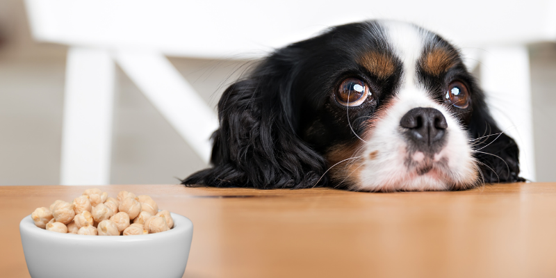 dog, puppy eyes, macadamia nuts, nut toxicity, pet health, nut poisonings in pets, nut dangers in pets, Animal Emergency & Referral Center of Minnesota, emergency animal hospital, Twin Cities emergency animal hospital, Minnesota emergency animal hospital