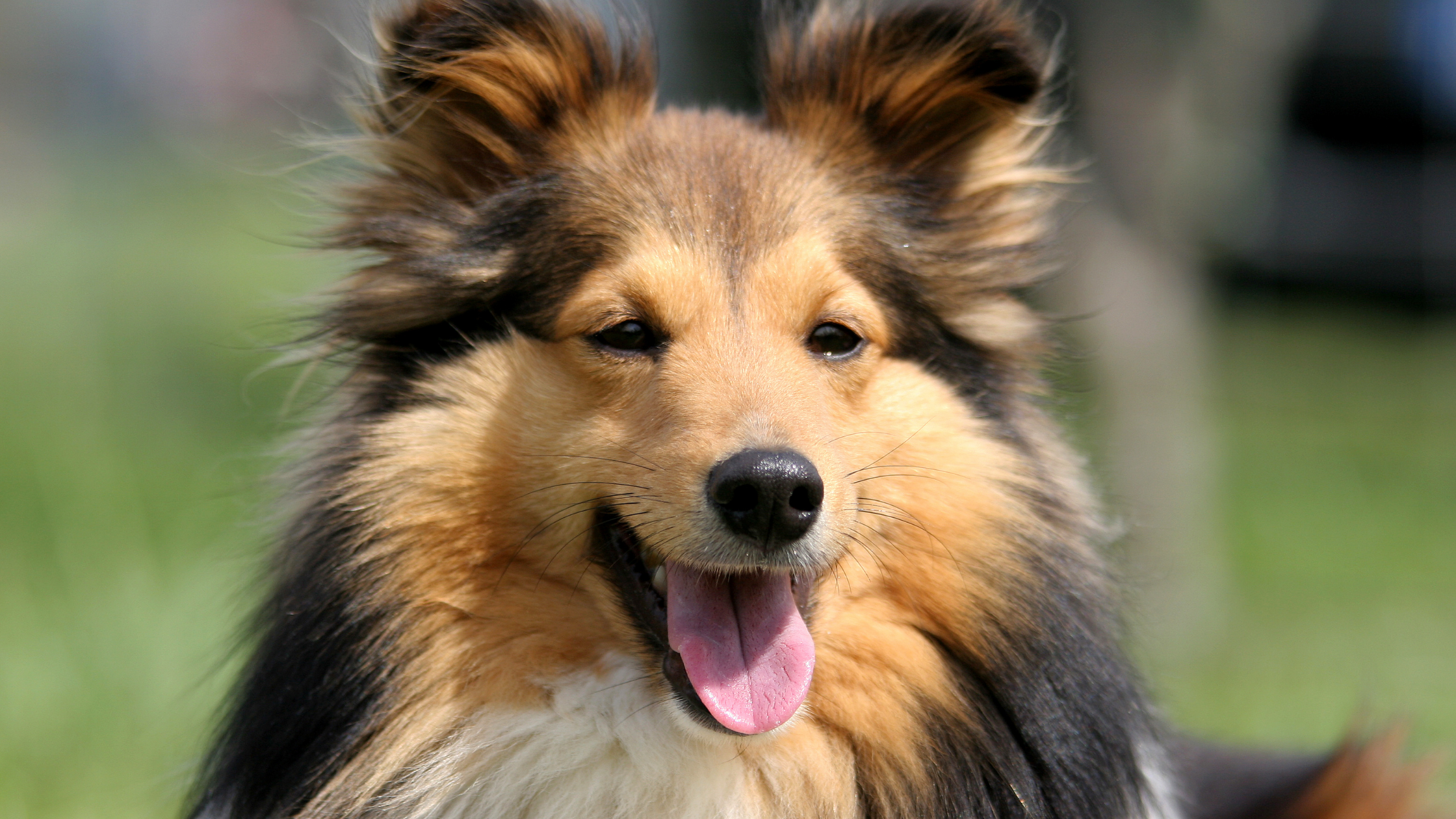 Shelties & the Lance Tooth: Understanding this Genetic Tooth Abnormality