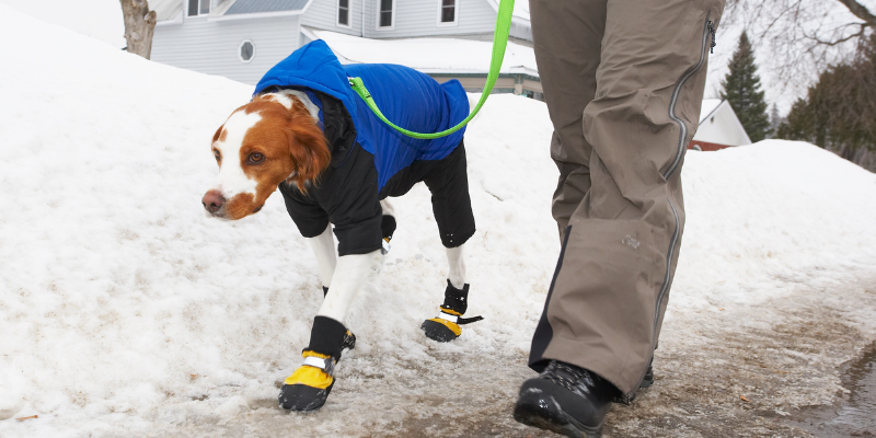 dog, walking, sidewalk, ice melt, booties, winter pet dangers, winter pet safety, pet prevention, pet safety, Minnesota winter pet safety, Minnesota animal emergency hospital, Animal Emergency & Referral Center of Minnesota, emergency vet, pet emergency, pet care, winter hazards for pets, Midwest winter hazards for pets, Midwest winter pet dangers, Minnesota winter pet dangers