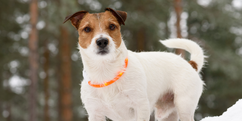 dog, light-up collar, winter dog, winter pet dangers, winter pet safety, pet prevention, pet safety, Minnesota winter pet safety, Minnesota animal emergency hospital, Animal Emergency & Referral Center of Minnesota, emergency vet, pet emergency, pet care, winter hazards for pets, Midwest winter hazards for pets, Midwest winter pet dangers, Minnesota winter pet dangers