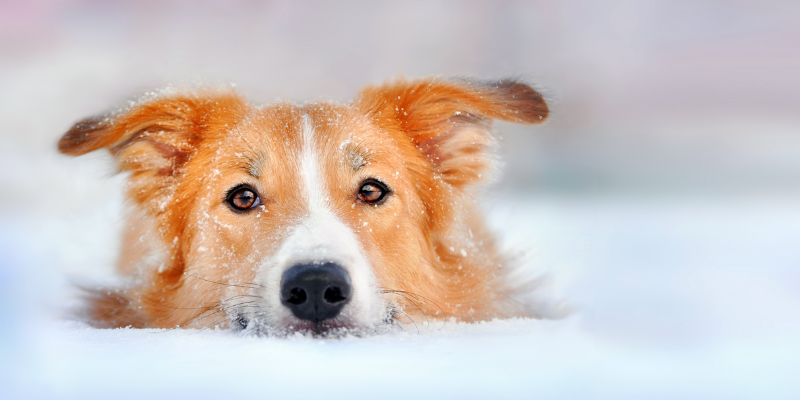 dog, snow, winter pet dangers, winter pet safety, pet prevention, pet safety, Minnesota winter pet safety, Minnesota animal emergency hospital, Animal Emergency & Referral Center of Minnesota, emergency vet, pet emergency, pet care, winter hazards for pets, Midwest winter hazards for pets, Midwest winter pet dangers, Minnesota winter pet dangers