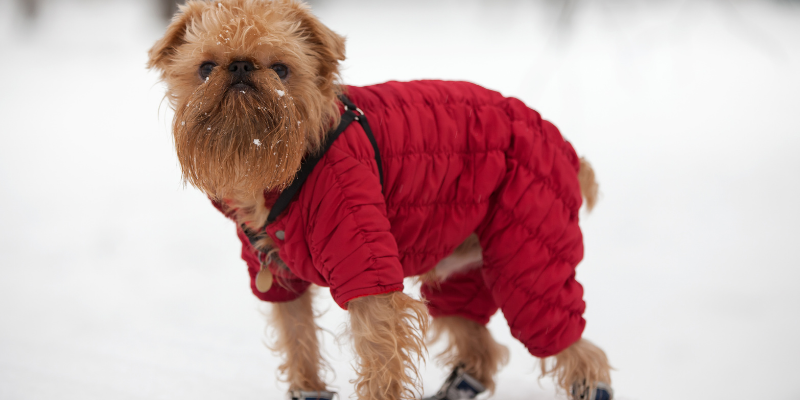 dog, jacket, booties, winter pet dangers, winter pet safety, pet prevention, pet safety, Minnesota winter pet safety, Minnesota animal emergency hospital, Animal Emergency & Referral Center of Minnesota, emergency vet, pet emergency, pet care, winter hazards for pets, Midwest winter hazards for pets, Midwest winter pet dangers, Minnesota winter pet dangers
