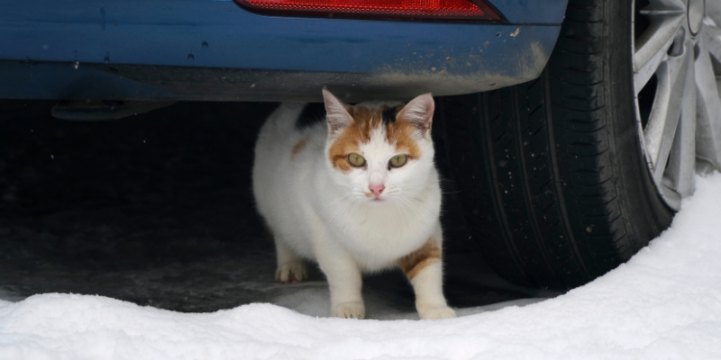 cat, under car, winter outdoor cat, winter pet dangers, winter pet safety, pet prevention, pet safety, Minnesota winter pet safety, Minnesota animal emergency hospital, Animal Emergency & Referral Center of Minnesota, emergency vet, pet emergency, pet care, winter hazards for pets, Midwest winter hazards for pets, Midwest winter pet dangers, Minnesota winter pet dangers