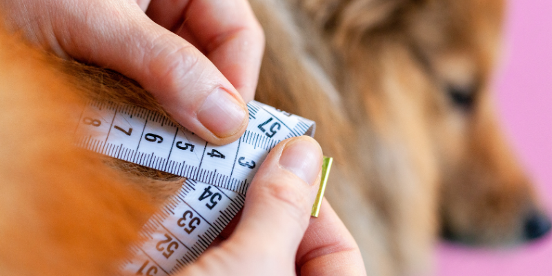 dog, measuring tape, pet obesity, winter pet dangers, winter pet safety, pet prevention, pet safety, Minnesota winter pet safety, Minnesota animal emergency hospital, Animal Emergency & Referral Center of Minnesota, emergency vet, pet emergency, pet care, winter hazards for pets, Midwest winter hazards for pets, Midwest winter pet dangers, Minnesota winter pet dangers